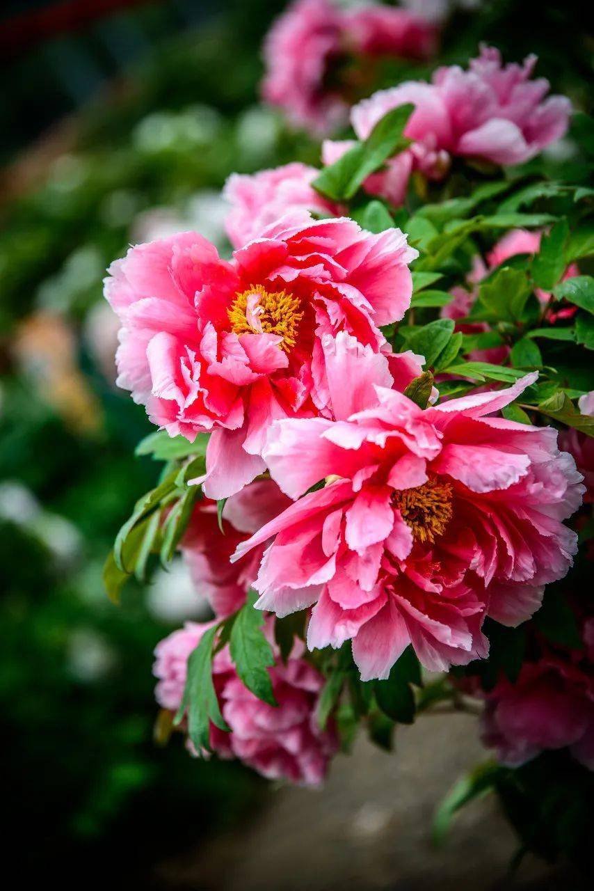 �й���һ�Ʋ���5A������Ƿծ4���ڣ���Ʊ���Ǽۣ���Ȫˮֻ ...