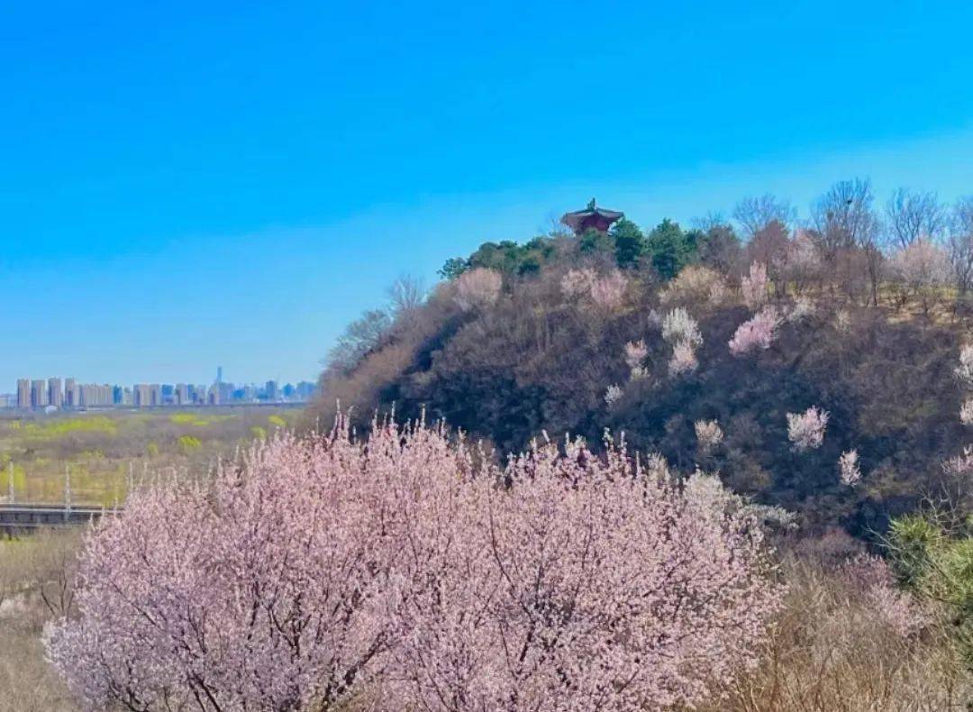 美上热搜！北京仙人春日特色弄法来袭，一眼心动！