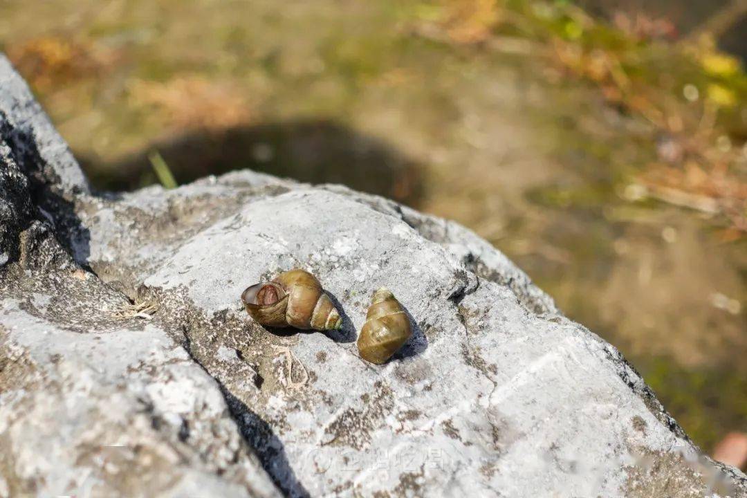 包邮区更低调的美食宝地：鲜得华美澎湃，碳水软糯诱人……