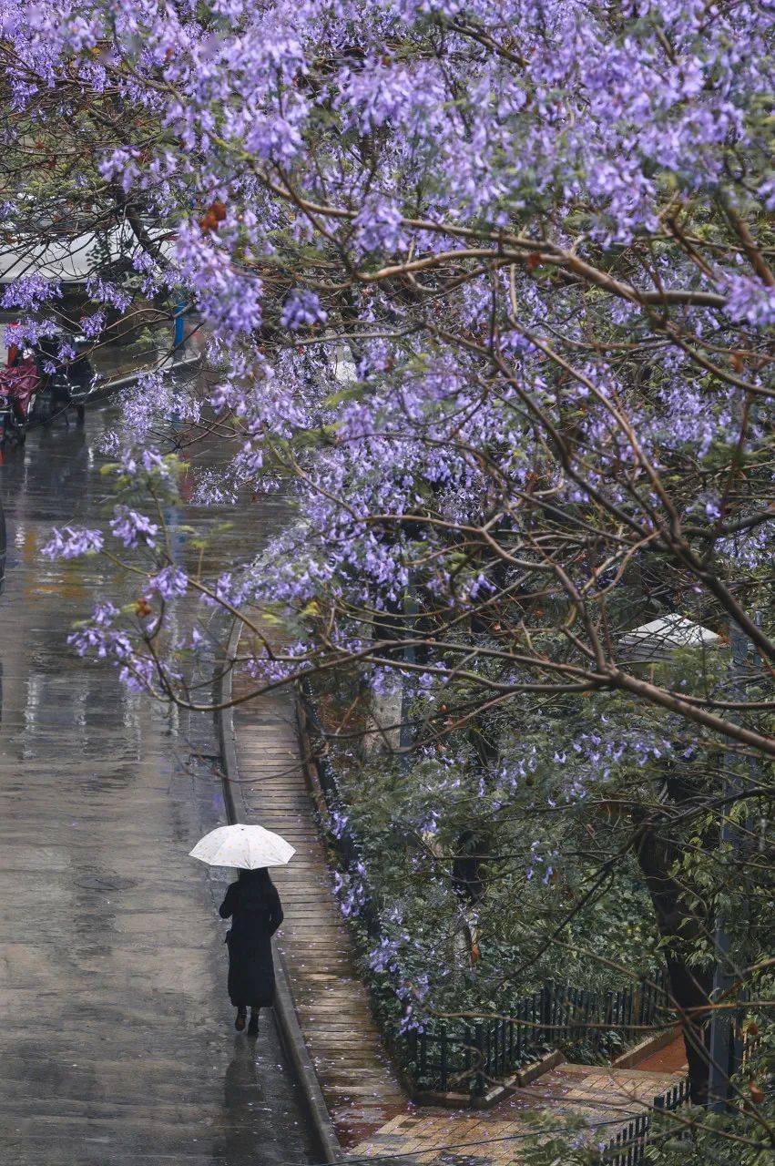 享玩儿 | 一年四时泡在花海里的城市，喜好鲜花必然不要错过