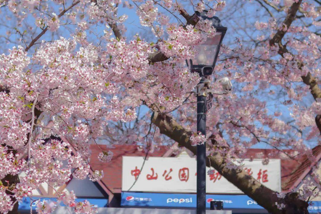 4月不来那座樱花开满的城市看看，我会遗憾整个春天