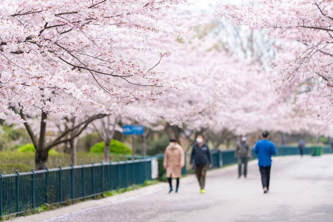 4月不来那座樱花开满的城市看看，我会遗憾整个春天