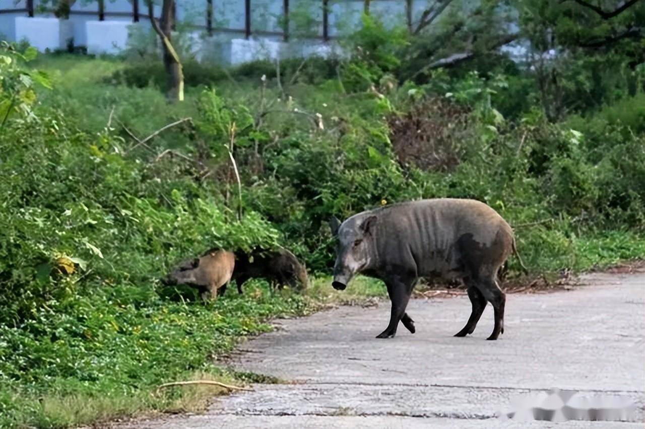 江西上饶一须眉夜间垂钓遭遇不测，被人误认成“野猪”猎杀