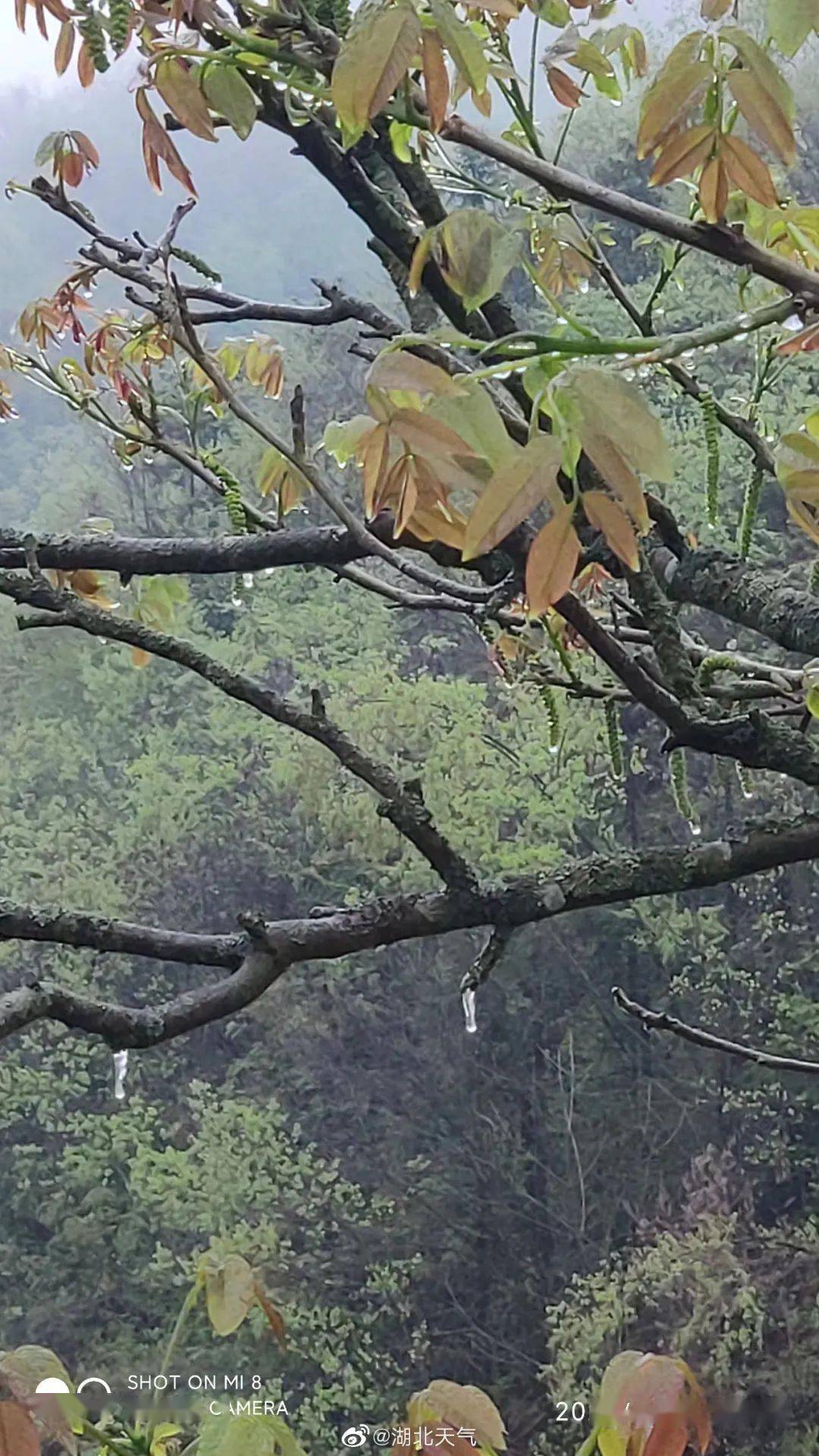 气温骤降20℃！湖北下雪下冻雨！还有新冷空气南下，五一南方暴雨形势确定