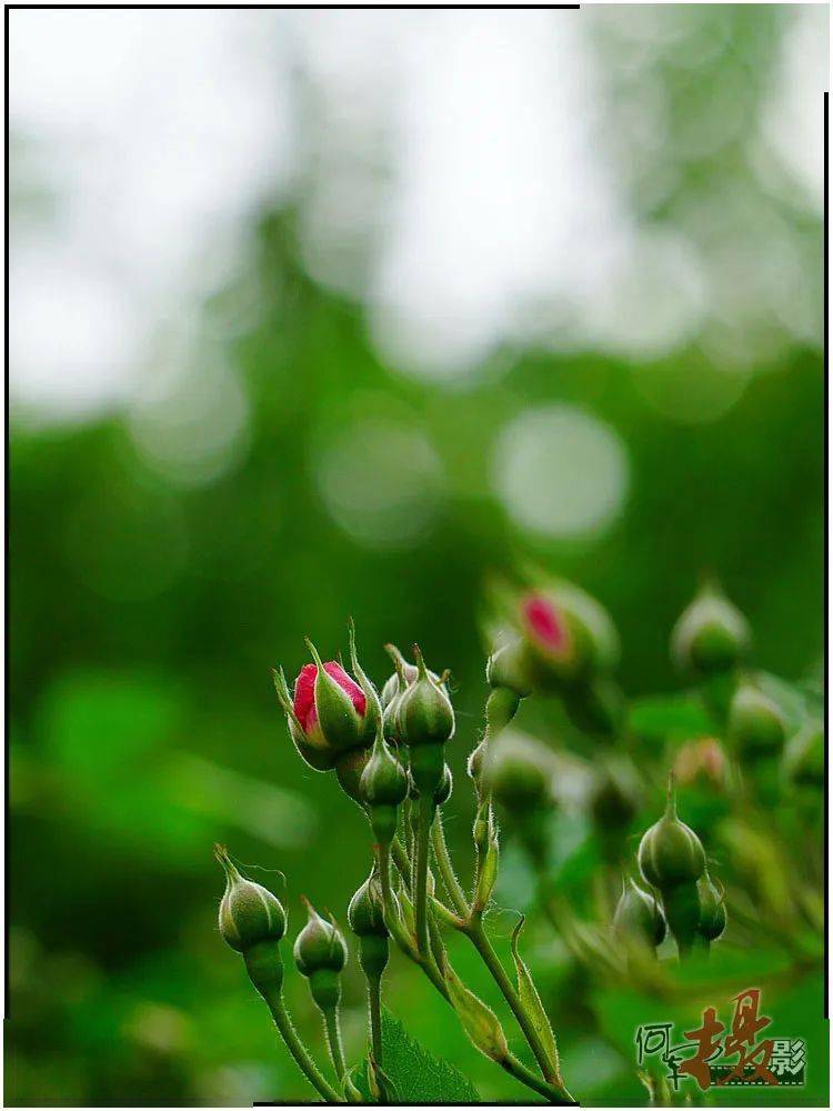 遛弯拾景：万绿丛中一点红