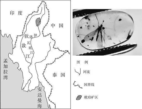 琥珀——恐龙时代的封印者，高考地理中的垄作耕作法