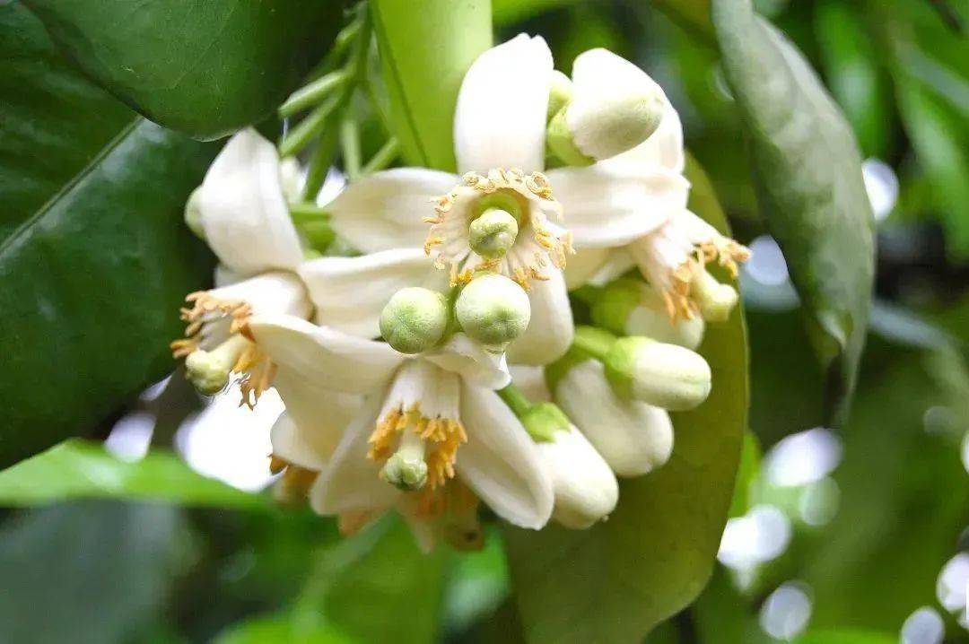 俗的蜜柚花以及开在田间地头犹如皑皑白雪的枳实花双木林 摄独行侠客 摄