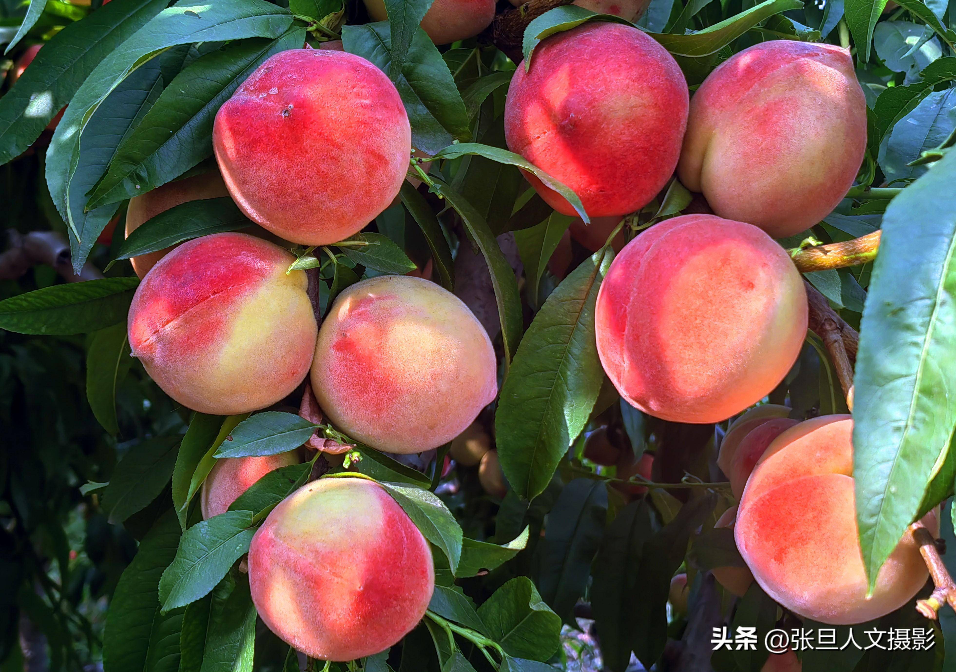 临汾60岁农村大叔，引进回高产高品质的桃树，个头大甜度高很赚钱