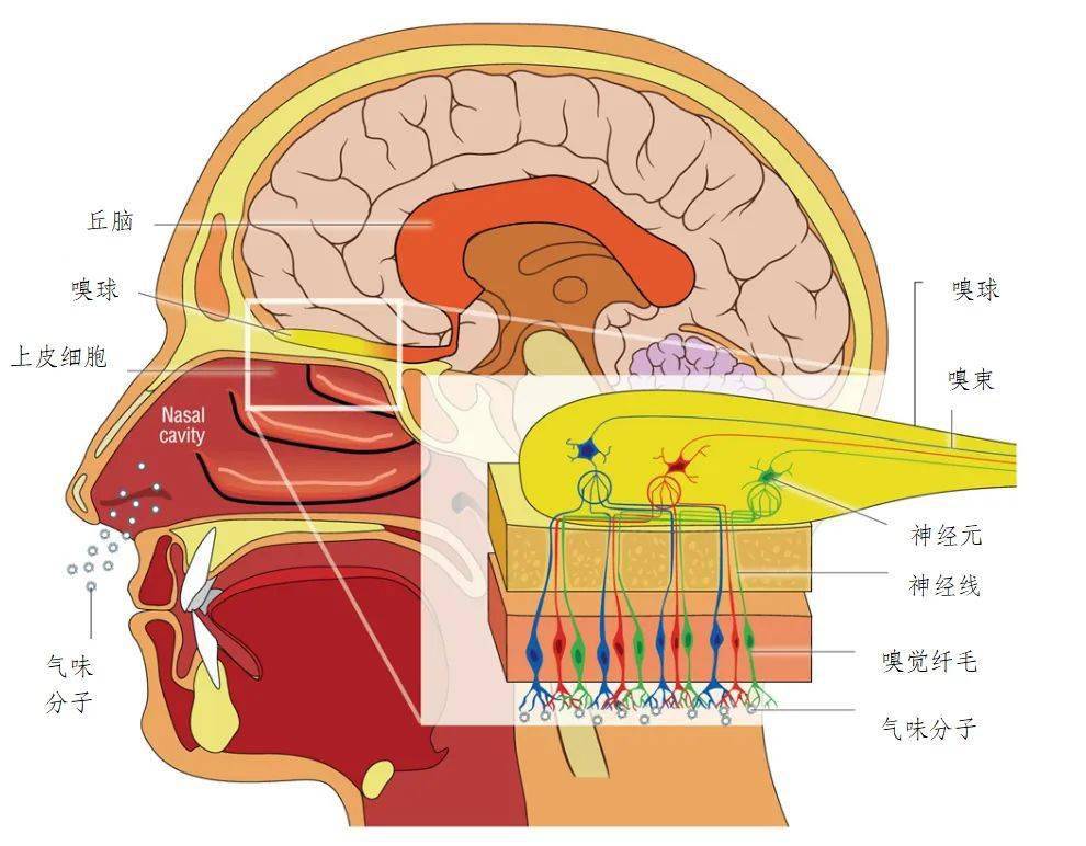 OB视讯官网香水那么香它的香味是怎么来的？(图7)