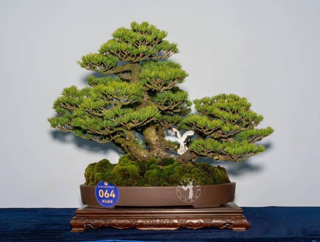 众山小” 黄山松 高130cm 李志群藏品“虎踞龙盘” 豆瓣冬青 高80cm 付斌藏品