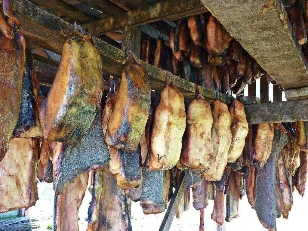 可以活到400岁的格陵兰睡鲨，谁能体会它百年的孤独？