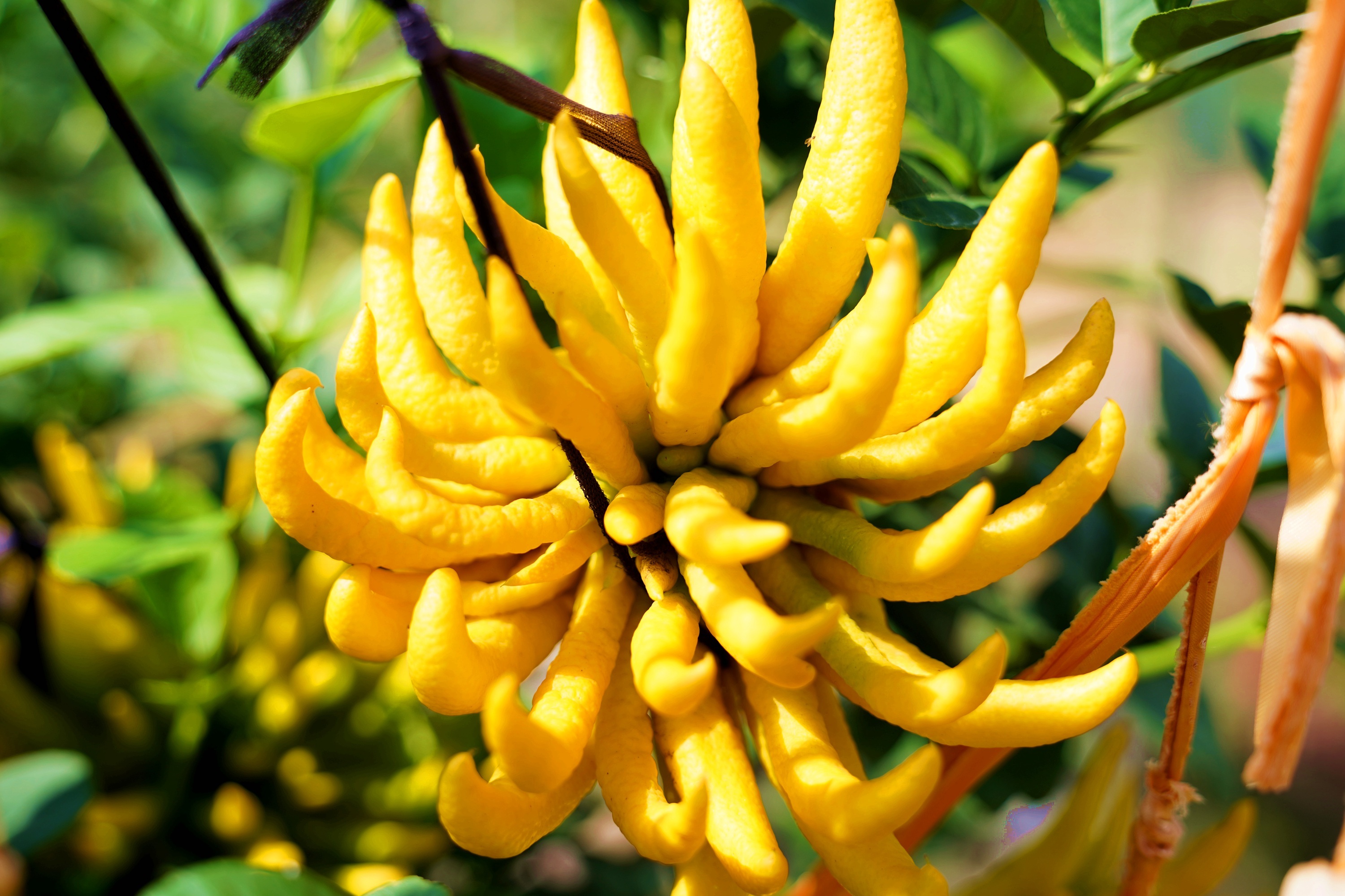 金华金东北山那一缕佛手香