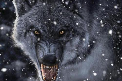 狼回头的图片霸气凶猛图片