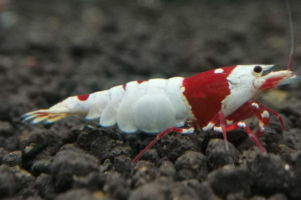 水晶虾吃菠菜有什么好处