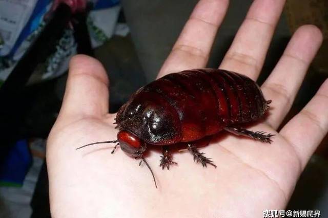 蠊科挖掘机--macropanesthia rhinoceros