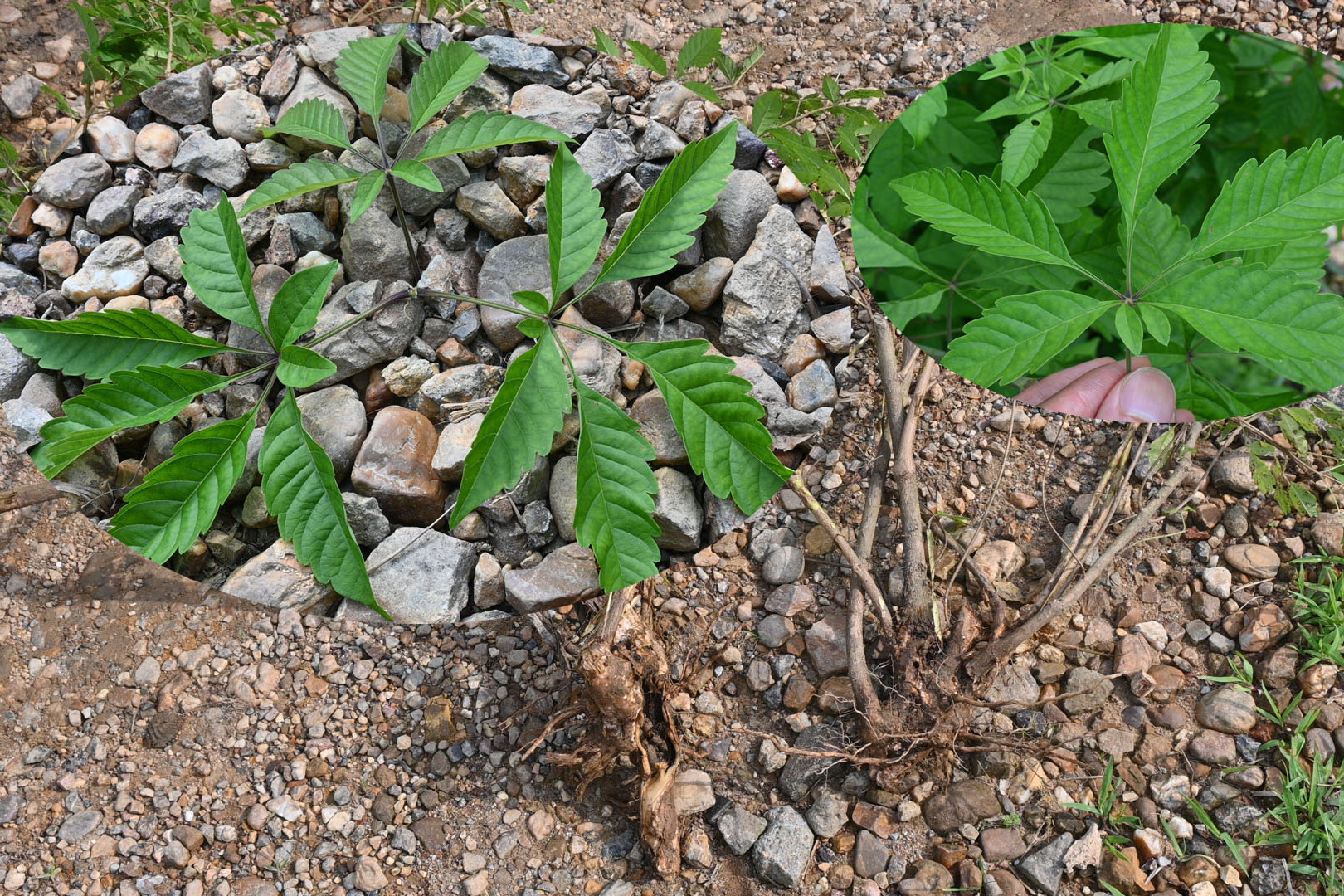 很多人都认识黄荆植物七叶难得一见农村小哥盘回家移栽