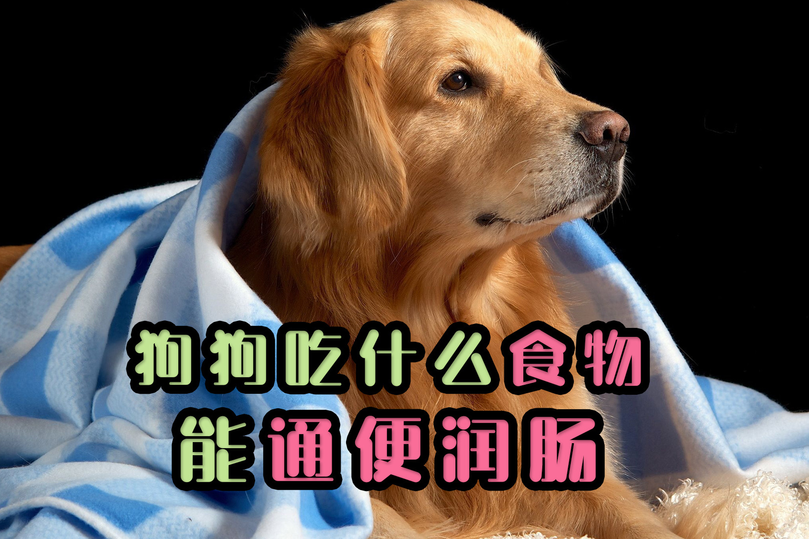 狗吃什么食物会中毒_狗吃什么食物