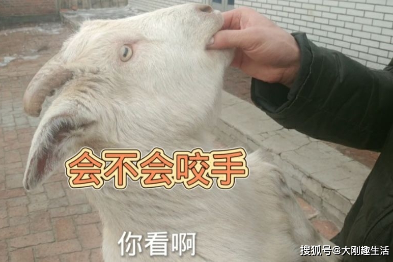 羊会咬人吗主人把手指放到羊的口中看看小羊啥反应