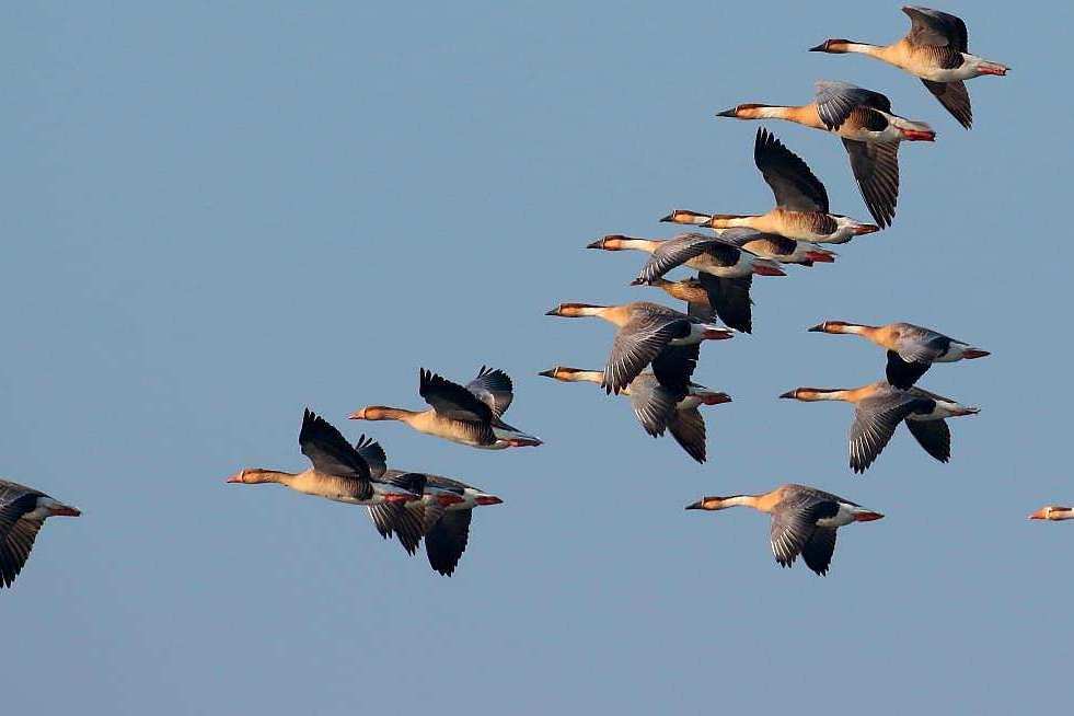 大雁南飞那么危险为什么它们不一直在南方生存而是来回迁徙