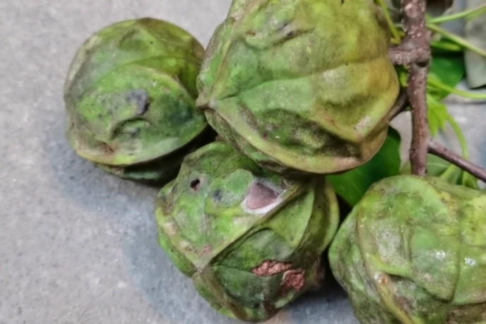 这种长得很特别的果子叫木油桐果来认识一下