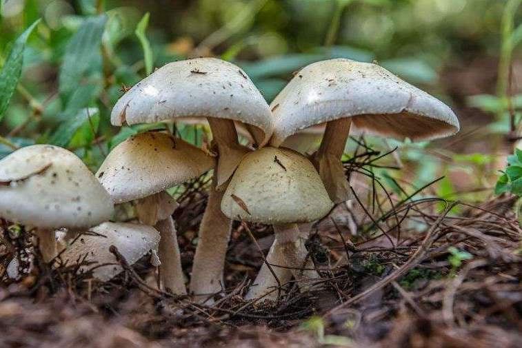 盘点十大常见可食用野生菌上山采菌子必备建议收藏