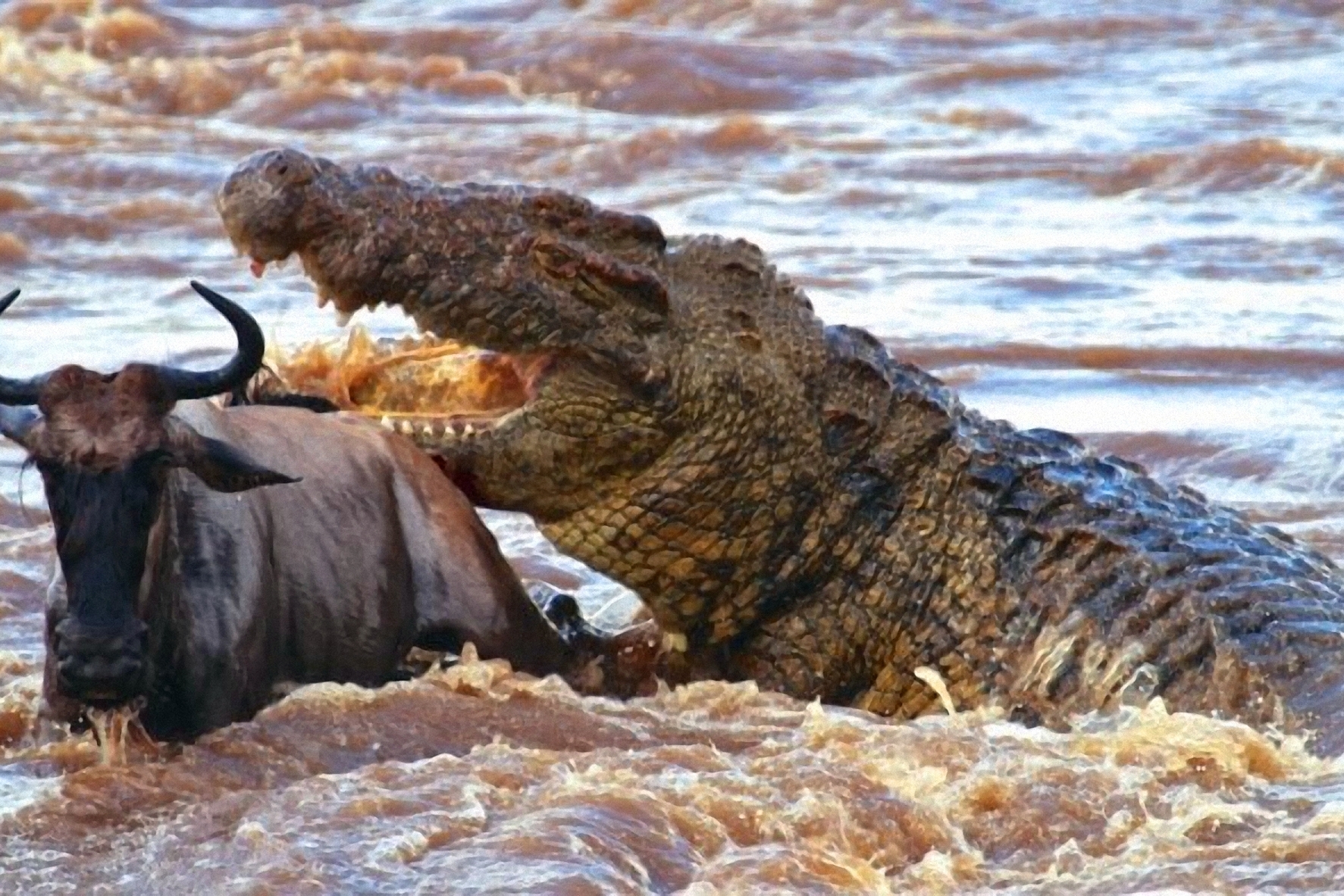 古斯塔夫鳄鱼真实照片图片