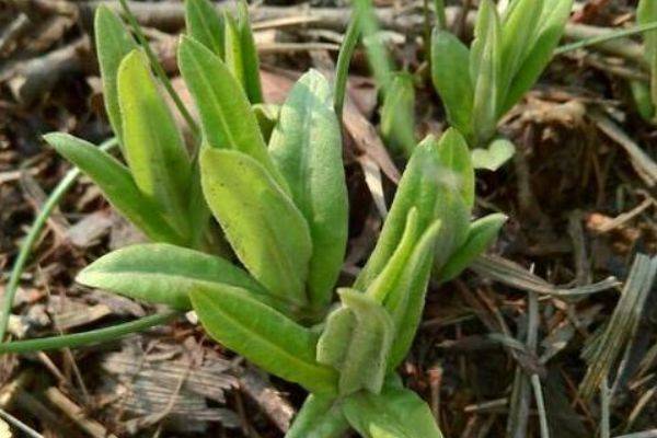 农村不用花钱的野菜,营养高能治病,老少皆宜,却被人们当杂草