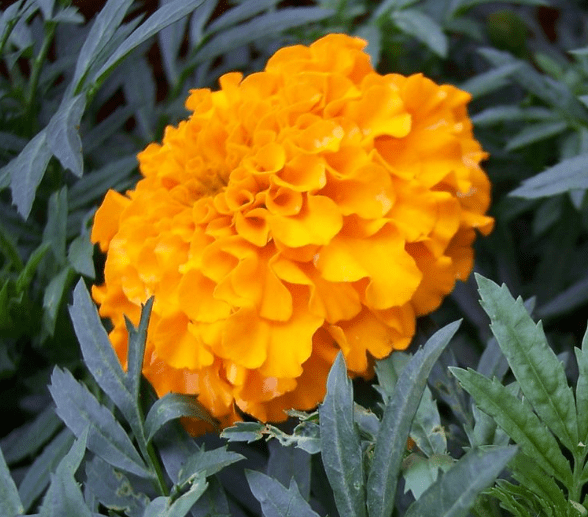 万寿菊,别称蜂窝菊,万寿灯,臭菊花,臭芙蓉,蝎子菊等,是菊科万寿菊花的