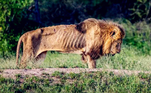 的梅花鹿,它们随时都会有生命的危险,因为它们会被更强大的动物狩猎