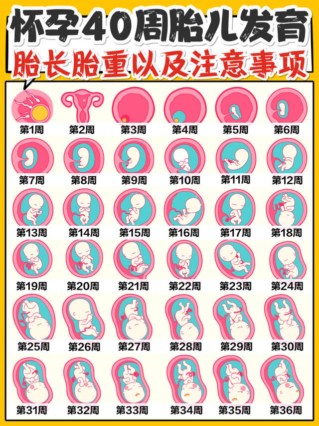 小可爱芒果妈妈