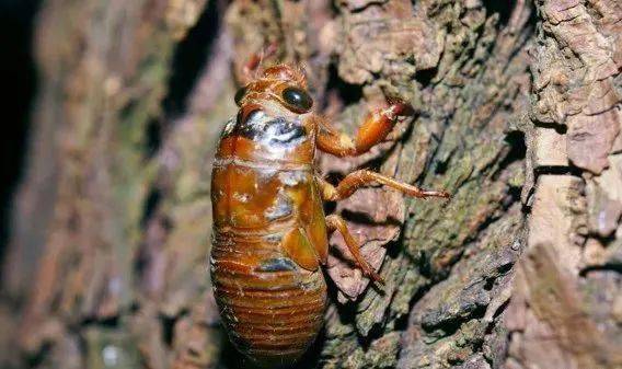 郓城又到了抓"爬叉"的季节,"禁野令"来了,爬叉还能吃吗?