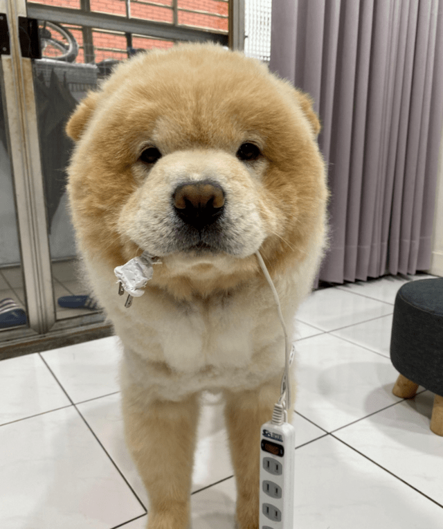 鬆獅犬第一次去動物園,它錯把猛獸當成父親,下秒就後悔了