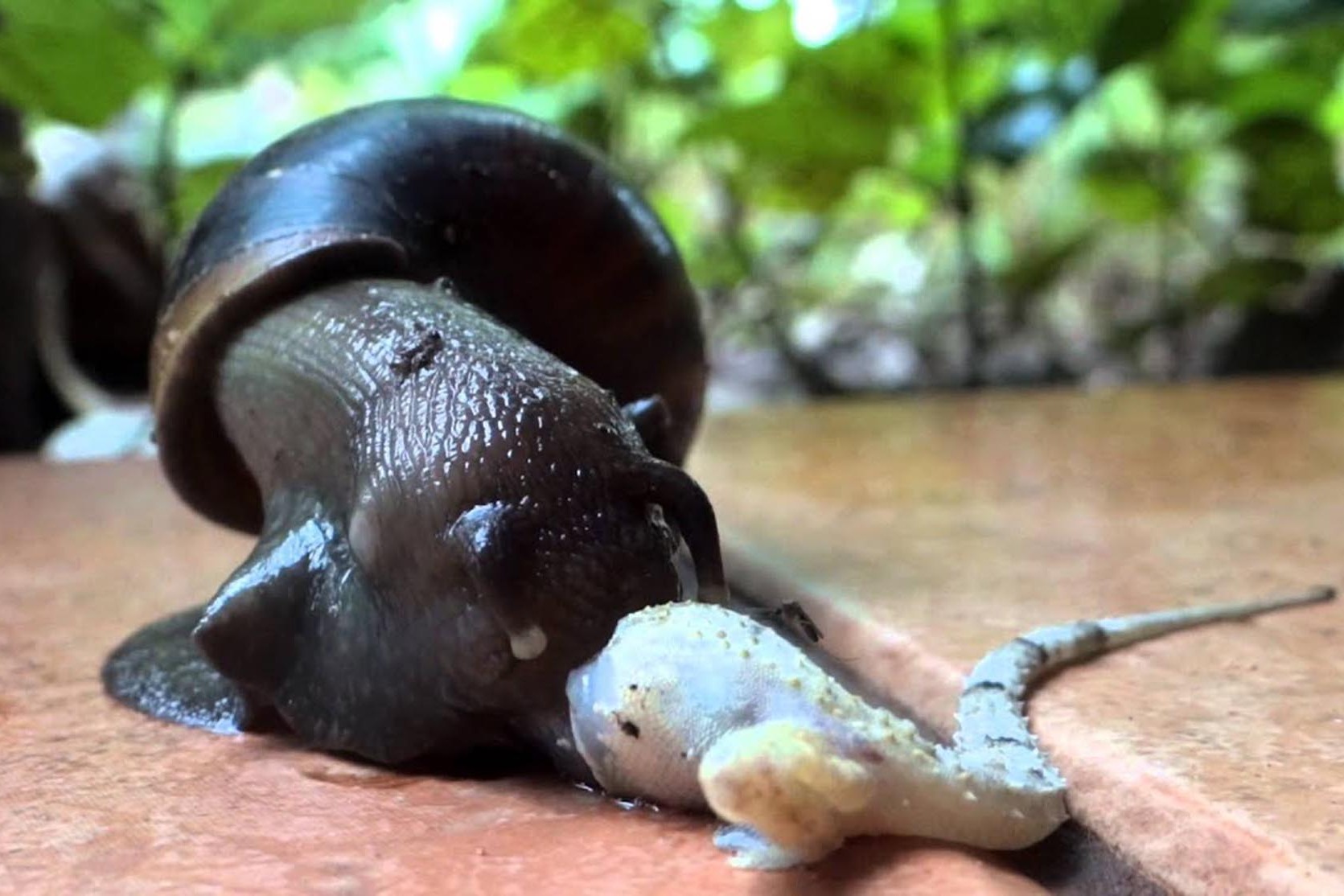 非洲大蜗牛究竟有多可怕蜥蜴直接被秒杀镜头记录全过程
