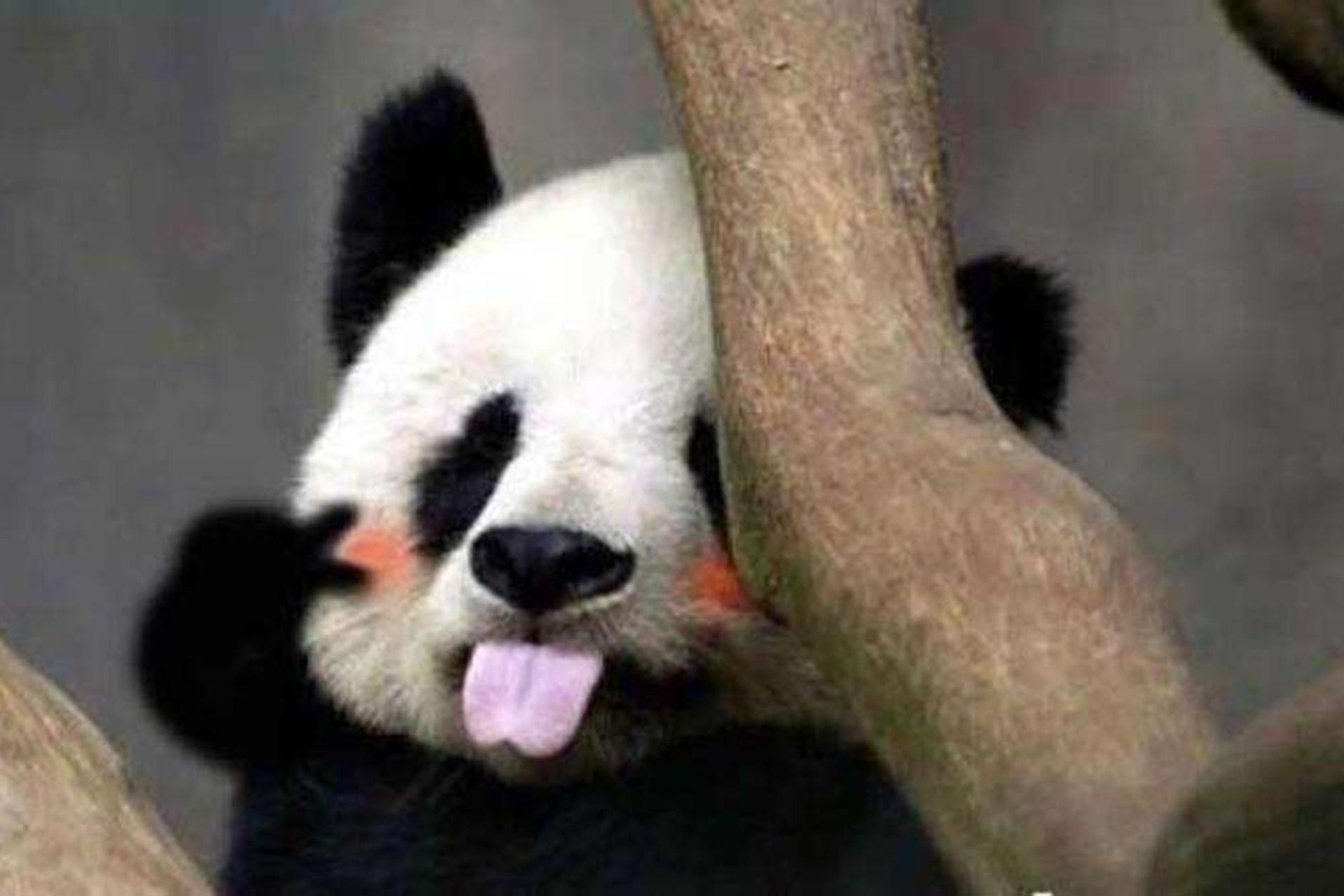 第一只被"退货"的大熊猫,外国人含泪送回,中国人却笑出内伤