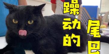 当主人叫出宠物名字，三个小黑齐聚一堂：大家起名都这么随意吗