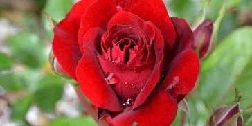 4月桃花纷纷，情缘不断，将要收获完美真爱的四大星座！