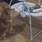 宝宝慢慢地爬向“猛犬”，接下来的一幕妈妈差点吓哭，狗：淡定！