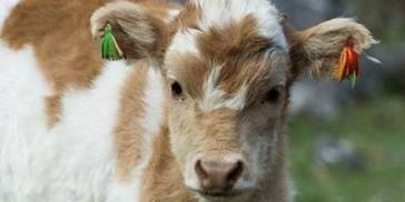 这三大生肖四月份桃花运泛滥，容易遭受情感危机，我替朋友看看！