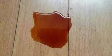 狗狗偷吃一斤葡萄酿成大祸，发现时已来不及说再见