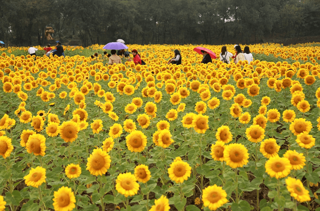 沈阳北陵公园举办花展游客置身向日葵花海