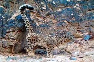 格尔木拍摄到多种珍稀野生动物活动影像