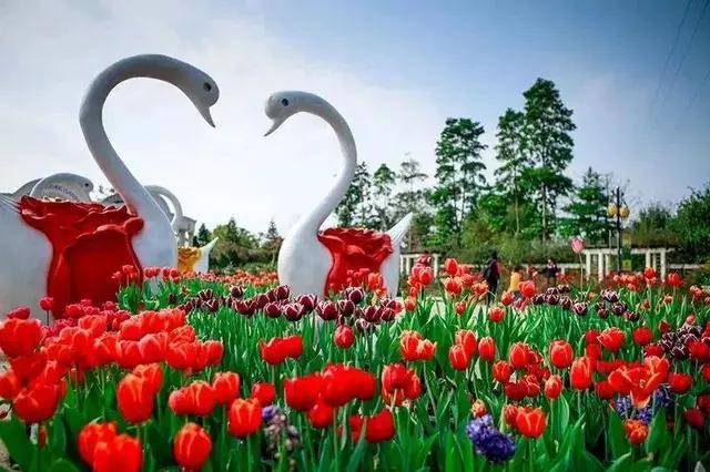 广州宝趣玫瑰世界千年玫瑰万花怒放9999朵状元红染红半边天