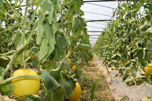 到河南省农科院,经过多地多次试验后最终确定郁岗村最适宜黄金瓜种植