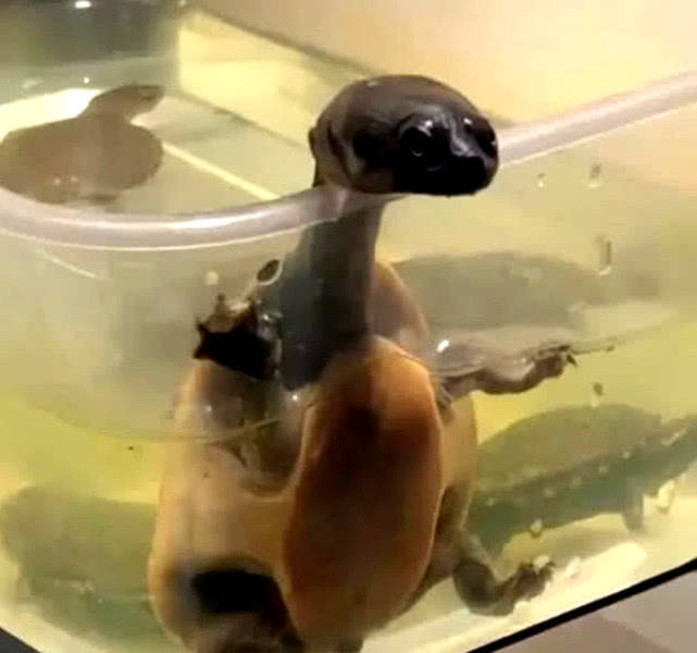 甲鱼把头搭在水缸沿上,脖子变得越来越长,知道原因主人吓坏了