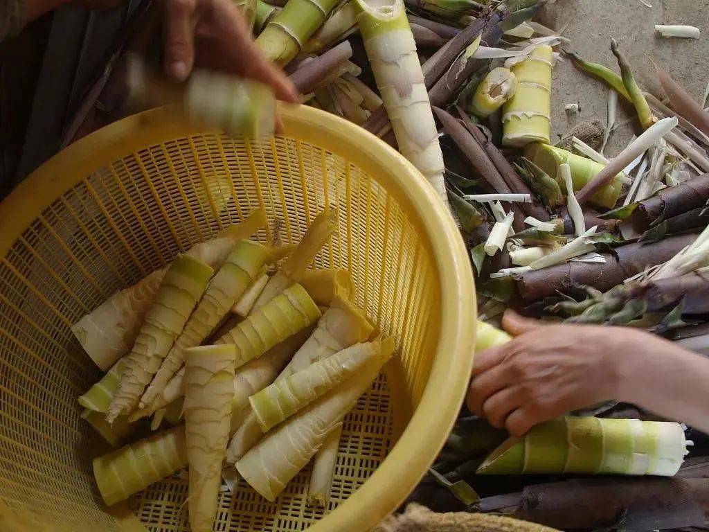 云味十二道蕴含浓郁客家乡愁的汀州白玉笋