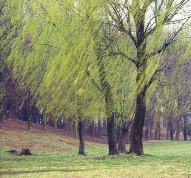 茫茫千里黄河滩 层层绿柳护家园_柳树