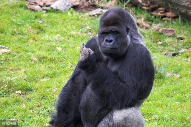 大猩猩都学会了竖中指~咱们现在常用于鄙视别人的手势——竖中指,就是