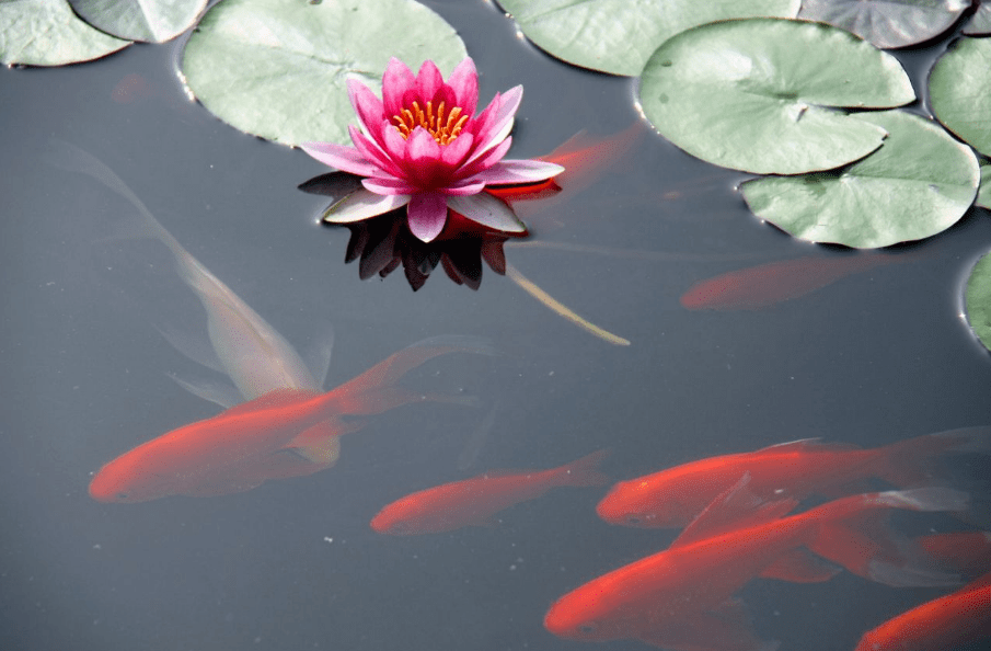 【诗词鉴赏】一池睡莲一池诗,古诗词里的池莲,花中的睡美人!