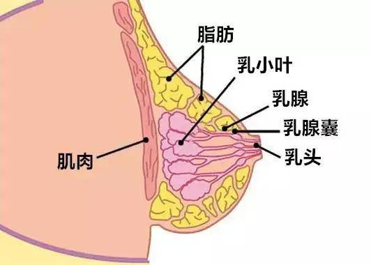 正常乳房图片外观图片