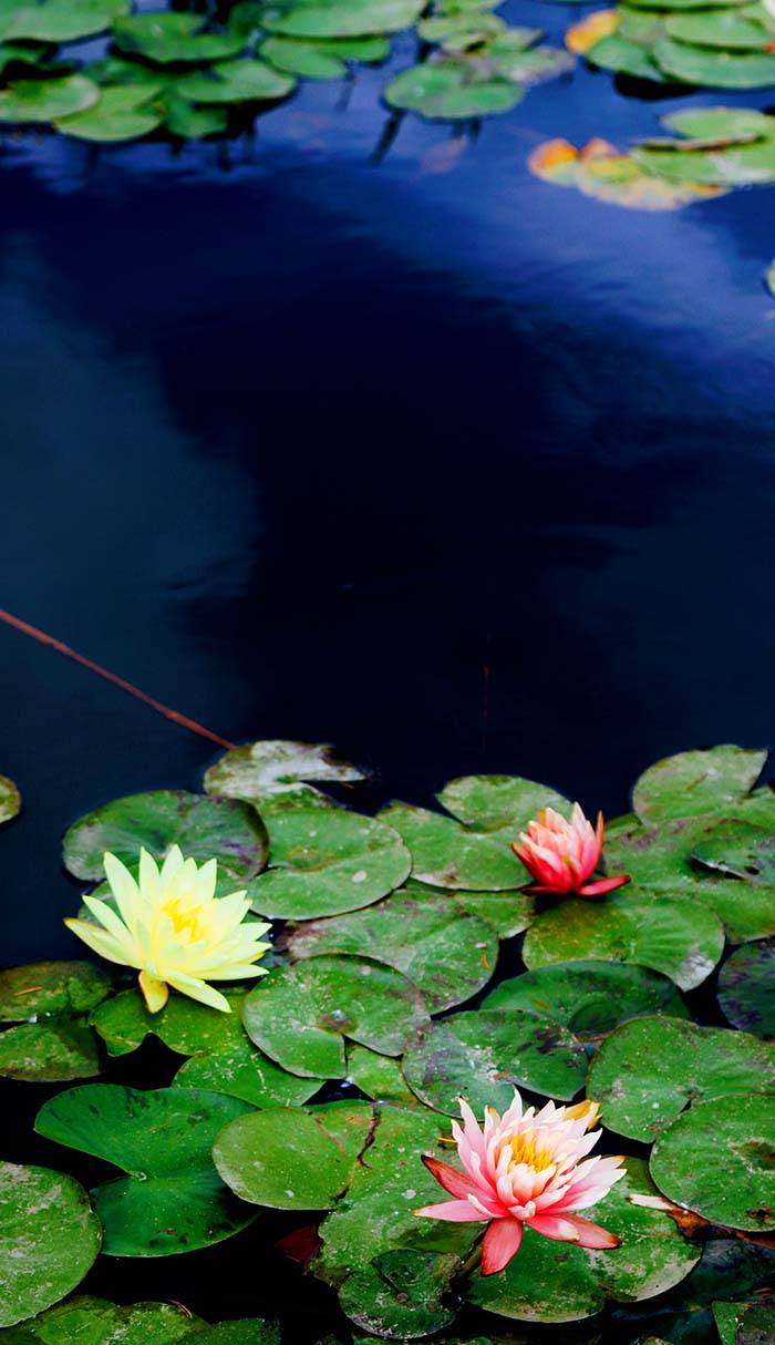 清溪公园的睡莲开了of,太太太太太好看啦1hkbn!